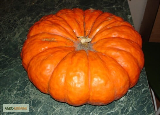 Продам насіння Тиква Паризька червона, Харківська область.  - зображення 1