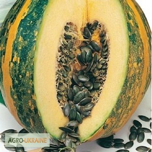 Продам насіння Тиква голосем'янна Гамлет, Харківська область.  - зображення 1