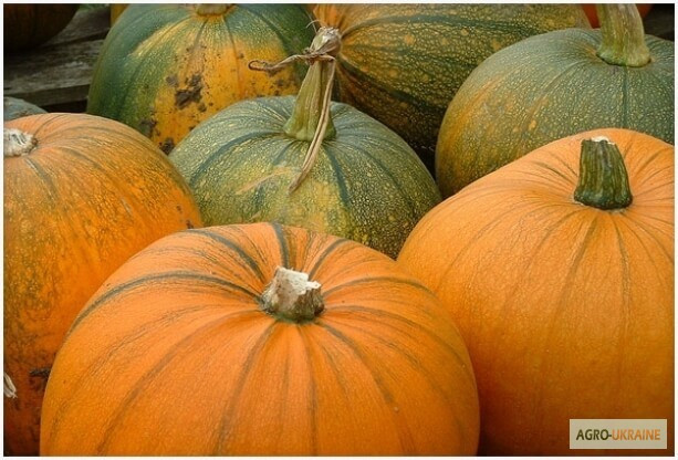 Продам насіння Тиква Народна, Харківська область.  - зображення 1