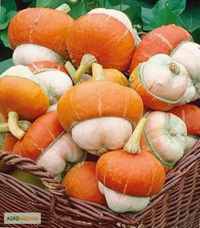 Продам насіння Тиква Червоний Тюрбан (декоративна), Харківська область.  - зображення 1