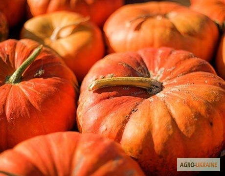 Продам насіння Тиква Мускат де Прюанс, Харківська область.  - зображення 1