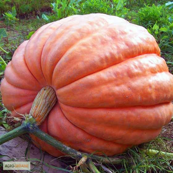 Продам насіння Тиква Титан, Харківська область.  - зображення 1