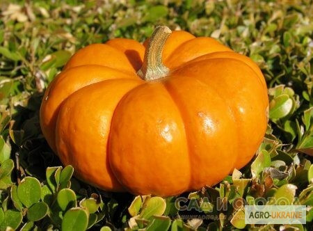 Продам насіння Тиква Конфетка, Харківська область.  - зображення 1