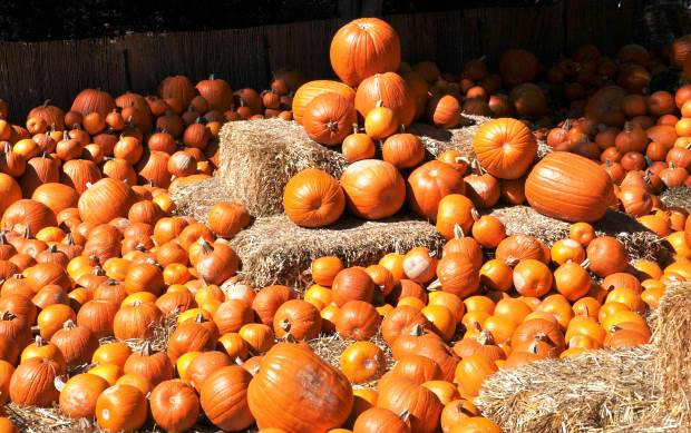 Сім'я посівний матеріал гарбуза та кабачка від посівмату, Харківська область.  - зображення 1