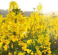 Насіння озимого ріпаку під Євро-лайтнінг, Грім, Блекстоун, Дніпропетровська область.  - зображення 1