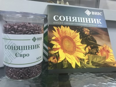 Насіння соняшника Євро, гібрид селекції ВНІС, Київ.  - зображення 1