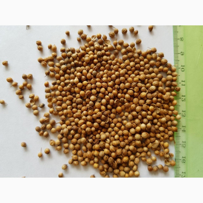 Коріандр на посів, насіння коріандру, Харківська область.  - зображення 1