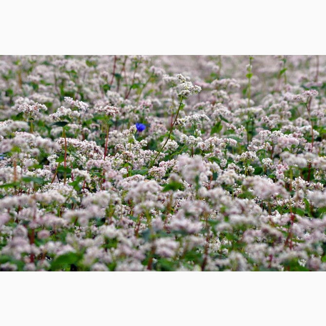 Гречка 1 кг купити. Медоніс, Черкаська область.  - зображення 1