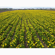 Продаємо насіння одуванчика (Taraxacum officinale), Полтавська область. 