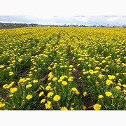 Продаємо насіння одуванчика (Taraxacum officinale), Полтавська область. Україна