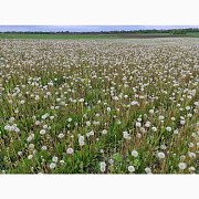 Продам насіння одуванчика (Taraxacum officinale), Полтавська область. Украйна