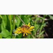 Продам насіння одуванчика (Taraxacum officinale), Полтавська область. Украйна