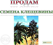 Семена Клещевины продаются. Семена рицина, рицінуса, Кіровоградська обл. Україна