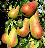 Яблони 50сортов, груши, сливы, персики, смородина, малина оптом и в розницу https://agrotorg.net Под Одеса