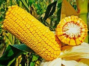 Насіння кукурудза ДН Галатея Київ