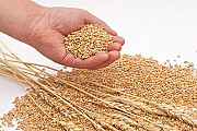Закупаем влажную кукурузу, фуражную пшеницу, сою, подсолнечник. Полтава