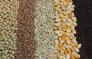 Продажа зерна и зерновых. Пшеница, Кукуруза Львов