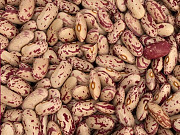 Сортова квасоля — великий вибір сортів, висока якість продукції доставка из г.Черкаси