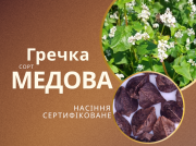 Гречка сорт Медова еліта самозапильна сертифікована насіння Полтава
