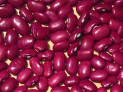 ТОВ Бінс Натур Продукт: сортова квасоля оптом доставка з м.Луцьк
