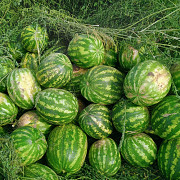 Продам кавун Сокиряни