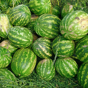 Продам кавун Сокиряни