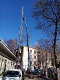 Спилим обрежем деревья, удалим поросли Одеса