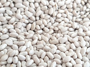 Квасоля на продаж. 20 видів сортової квасолі доставка з м.Тернопіль