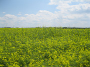 Купуємо гірчицю білу, чорну, жовту. Чернігів