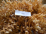 Вівсяне борошно оптом доставка з м.Київ