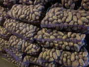 Продам картоплю сорту Гренада Чернігів
