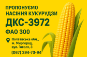 Високоврожайний гібрид кукурудзи ДКС 3972 (ФАО 300) Миргород