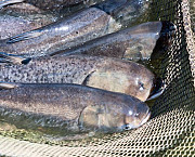 Куплю товстолоб, сом по всій Україні. Гурт. доставка з м.Черкаси