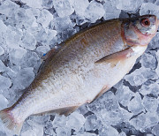 Куплю лящ, плітку ( тарань ), густера, синець по всій Україні. Гурт. доставка з м.Черкаси