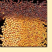 Купуємо гірчицю білу, чорну, жовту. Чернігів