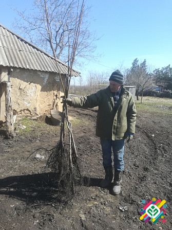 Продам саженцы грецкого ореха.  - слика 1