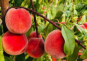 Оптовий продаж персиків з власного саду Львов