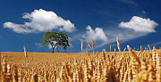 Закупаем пшеницу 2-3 класс Запорожская область Запорожье