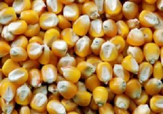 Продам зерно на корм : пшеница - 4 т. Селидово