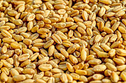 Продам зерно на корм : пшеница - 4 т. Селидове