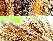 Закупаем ячмень, пшеницу, горох, рапс Киев