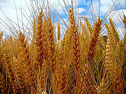 Ячмень, рапс, горох, пшеница дорого Полтава