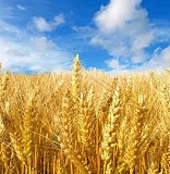 Пшеница, ячмень, рапс, горох куплю с места Київ