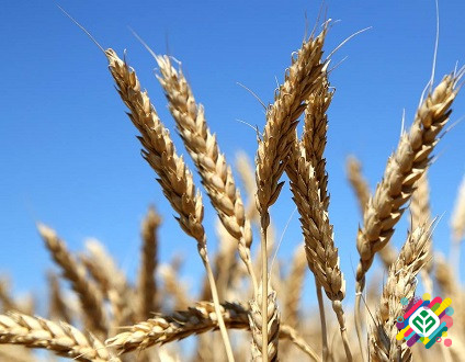 Куплю дорого пшеницю, ячмінь, рапс, горох. Одеса - зображення 1