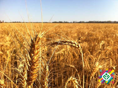 Зернові відходи. Олійні, бобові зернові відходи. Харків - зображення 1