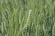 Озимая пшеница Сагайдак, 1 репродукция Полтава