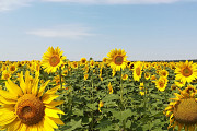 Зернові відходи соняшника, відходи рапсу куплю з самовивозом. Київ