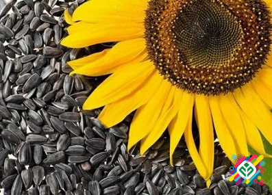 Відходи рапсу та соняшнику куплю. Дніпро - зображення 1