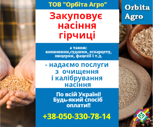 Куплю насіння гірчиці. Київ - зображення 1