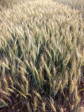 Пшениця озима ФОРТЕЦЯ Синельникове